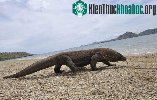 Một con rồng Komodo ở Indonesia - (Ảnh: AFP)