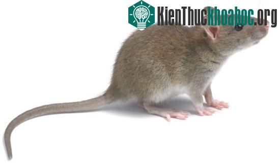 "Giác quan thứ 6" có thể giúp chuột nhận biết ánh sáng.