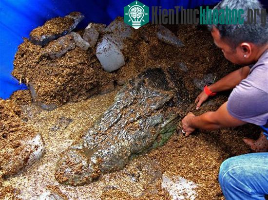 Một nhân viên vườn thú chèn đá nước xung quanh xác của cá sấu Lolong hôm 10/2 trước khi chuyên gia pháp y mổ tử thi của nó để xác định nguyên nhân tử vong.