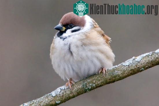 Chim mái có "chu kỳ" lãng tai y hệt phụ nữ