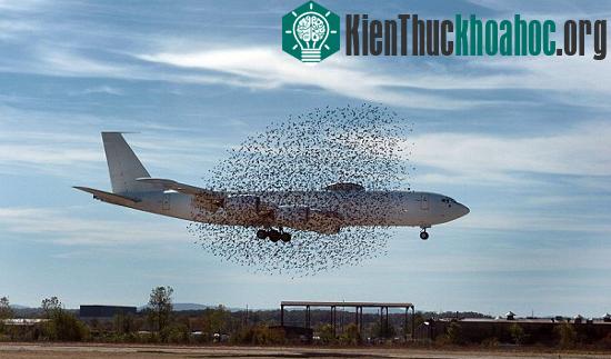 Chim chóc có thể hạ gục một máy bay lớn gấp nhiều lần kích thước của nó&nbsp;
