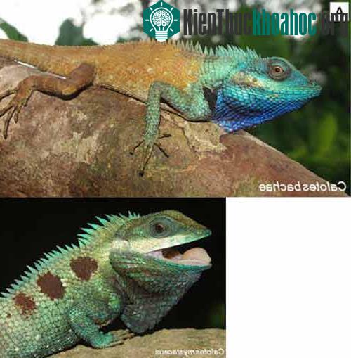Thằn lằn Calotes có khả năng biến đổi màu sắc linh hoạt.