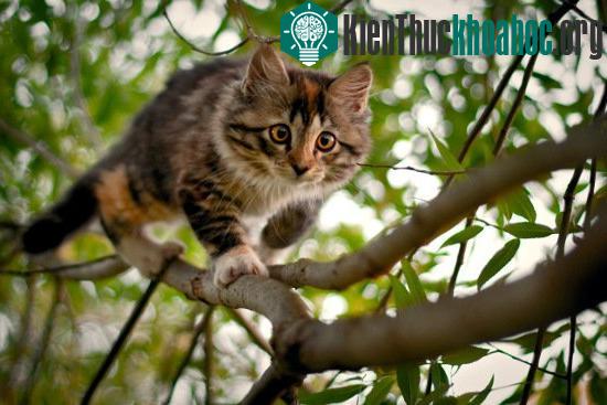 Mỗi con mèo nhà tại Mỹ sát hại từ 4 tới 18 con chim mỗi năm. (Ảnh: photosof.org)