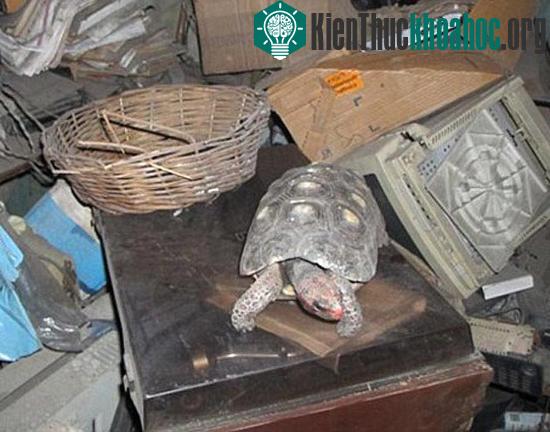 Rùa Manuela đã sống hơn 30 năm cùng những thiết bị điện tử hỏng trong phòng kho ở tầng hai của ngôi nhà. (Ảnh: Mirror)