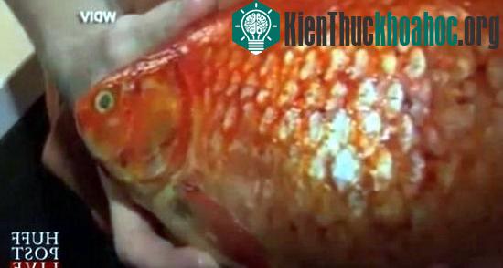 Chú cá vàng có chiều dài 38cm của anh Mike Martin - (Ảnh: huffingtonpost.com)