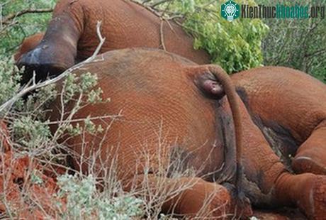 Thi thể ba con voi bị bọn săn trộm sát hại vào giữa tháng 1 tại Kenya. (Ảnh: BBC)