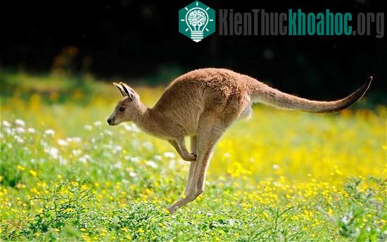 Một con chuột túi cỡ nhỏ (wallaby) tại Australia.