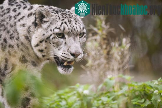Cộng đồng báo ở Nepal tăng lên trong 2 thập kỷ qua. (Nguồn: WWF/AFP)