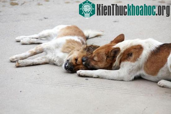 Con chó lay người bạn tỉnh dậy. (Ảnh: REX)