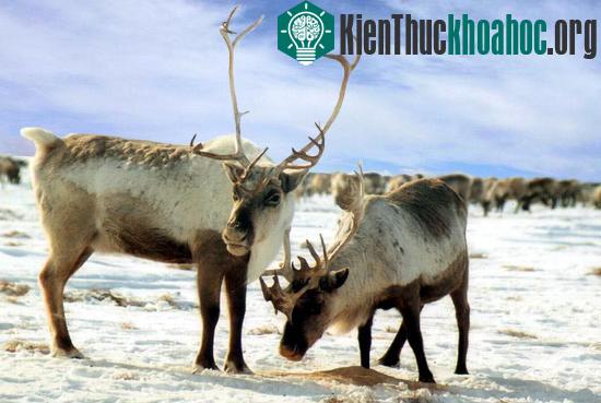 Tại sao mũi tuần lộc của ông già Noel lại có màu đỏ ảnh 0