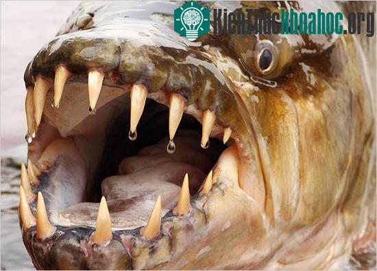 Với hàm răng sắc nhọn, chúng có khả năng cắn sâu, giật đứt những mảng thịt lớn
