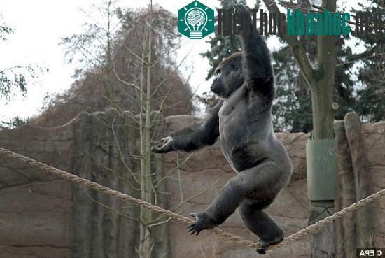 Kidogo thể hiện khả năng thăng bằng như diễn viên xiếc chuyên.