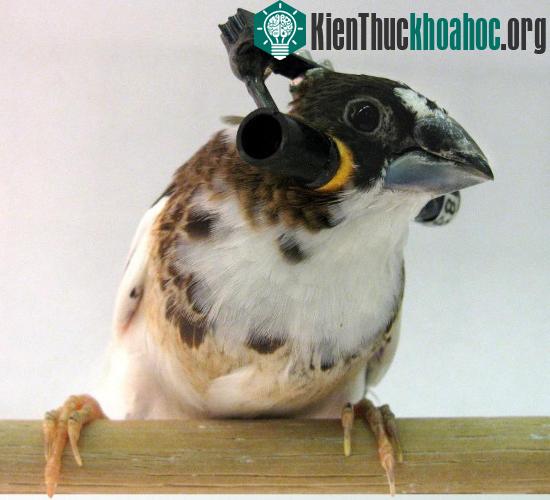Loài chim học hót như thế nào?