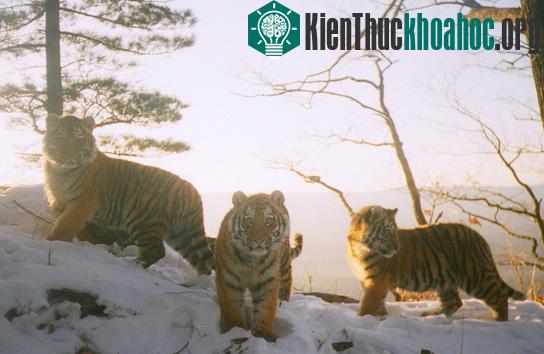 Một đàn hổ lọt vào tầm ngắm của bẫy ảnh tại Nga. (Ảnh: WCS)