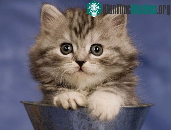 Vì sao mèo tìm được đường về nhà?