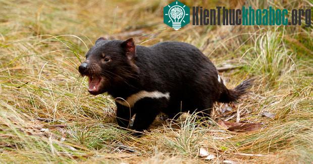 Số lượng loài quỷ Tasmania trong môi trường hoang dã tại Australia giảm tới 91% sau khi bệnh u mặt bùng phát và lây lan.
