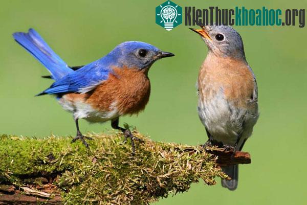 Chim cũng biết “ngoại tình” và “ghen tuông”