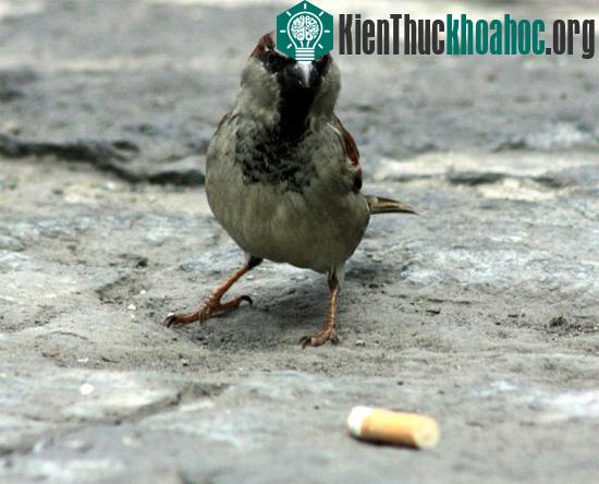 Chim sẻ tại các thành phố thường tha thuốc lá về tổ.&nbsp;