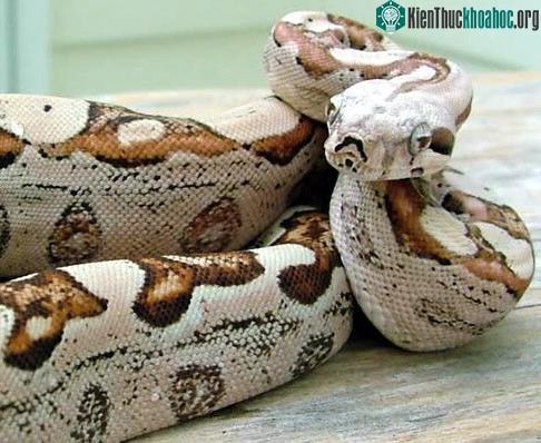 Trăn Nam Mỹ đe dọa một hòn đảo