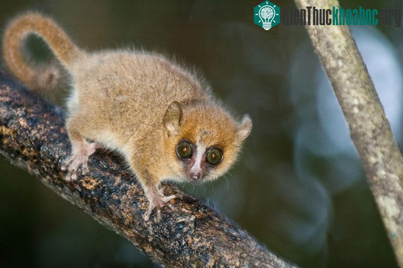 Khả năng nhận ra âm thanh quen thuộc giúp vượn cáo tránh giao phối cận huyết. (Ảnh: Livescience)