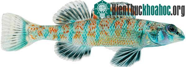 Loài cá mới này có tên gọi Etheostoma Obama.