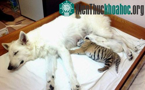 Con chó chăm sóc tận tình những con hổ. (Ảnh: AP)