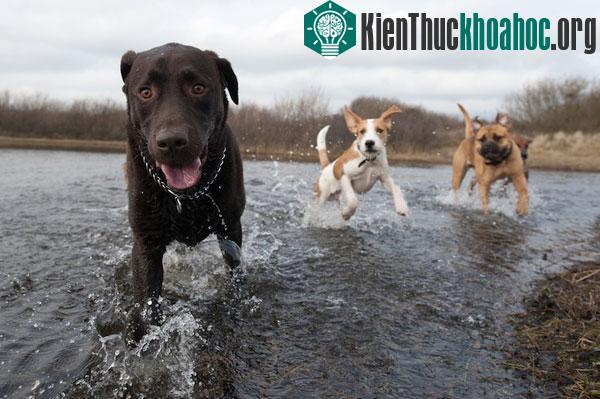 Chó có cách hiểu từ khác với con người