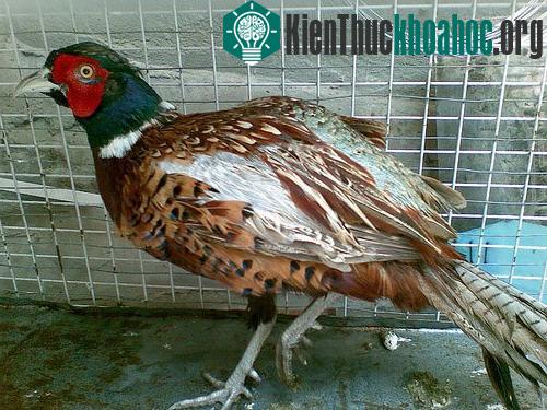 Chim trĩ đỏ quý hiếm