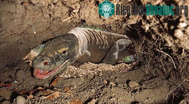 Sinh sản, làm tổ và bảo vệ tổ làm cho rồng cái chết sớm hơn rồng đực
