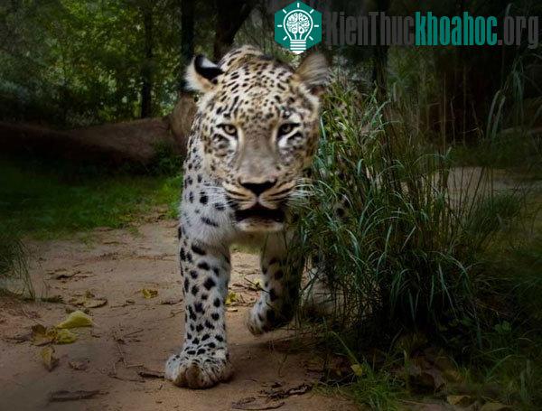 Một con báo hoang Nepal đã ăn thịt tối thiểu 15 người, trong đó có một bé trai 4 tuổi.