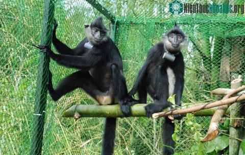 Hai con voọc mông trắng trước khi vào tự nhiên đã trải qua các buổi huấn luyện của Trung tâm cứu hộ linh trưởng nguy cấp. (Ảnh: Thu Hiền)