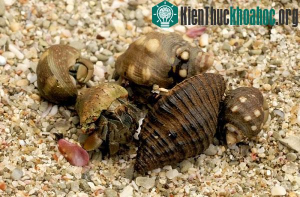Phát hiện hành động "xã hội hoá" bất thường của cua ẩn sĩ