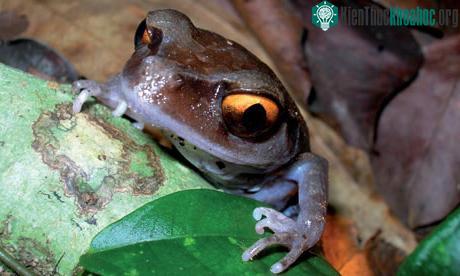 Smith’s litter frog - tìm thấy ở bang Assam - Ấn Độ (WWF - Nepal)