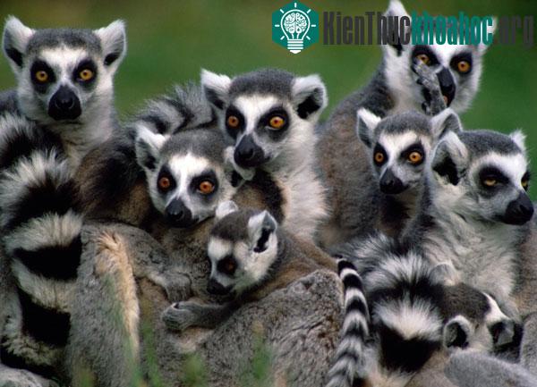 Vượn cáo ở Madagascar có nguy cơ biến mất vĩnh viễn