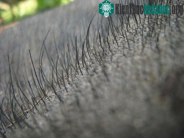Phát hiện công dụng kỳ lạ của lông voi ảnh 0
