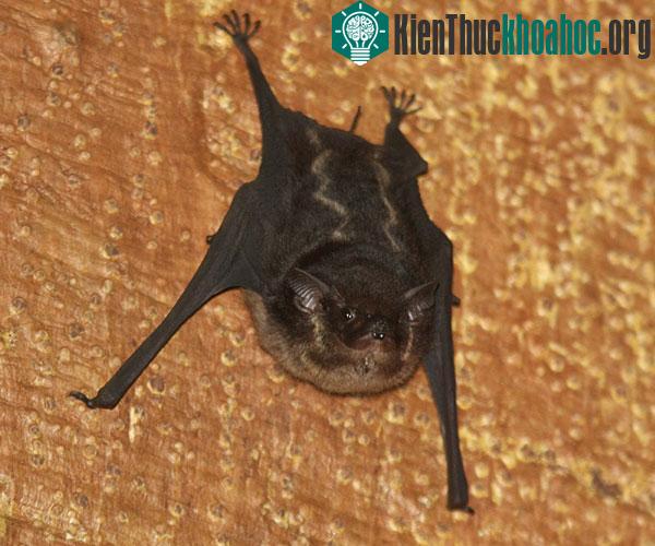 Dơi Saccopteryx bilineata
