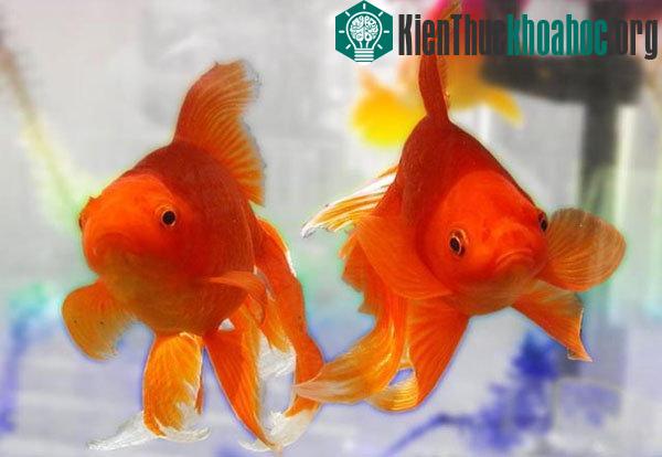 Cá vàng chỉ sống được trong nước ngọt.