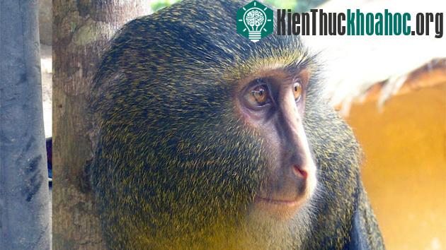 Khỉ Cercopithecus lomamiensis
