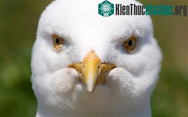 Chim "xâm lược" thành phố vì thiếu mồi ảnh 0