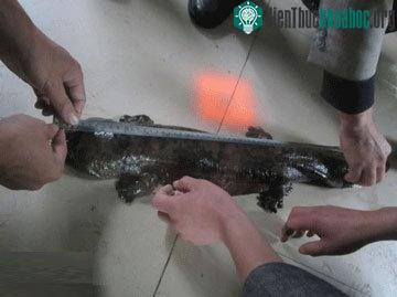 Nhân viên cục quản lý đang đo cá Nghê