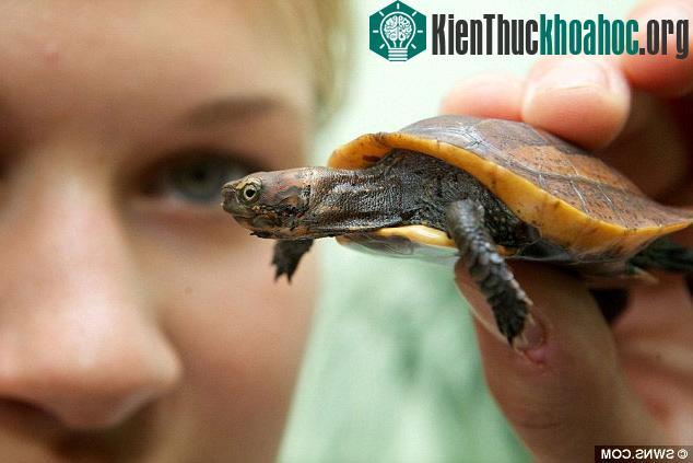 Sau 7 tuần từ khi chào đời, rùa Vernon đã có kích thước tương đương bao diêm.