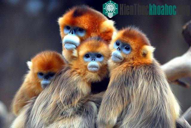 Chỉ 5% khỉ vàng Thần Nông Gia sống sót sau khi ra đời. Đây là một trong những nguyên nhân khiến chúng đối mặt với nguy cơ tuyệt chủng.