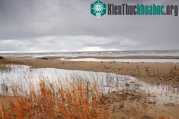 Nơi tìm ra con cá pacu ở biển Baltic. (Ảnh: Getty)