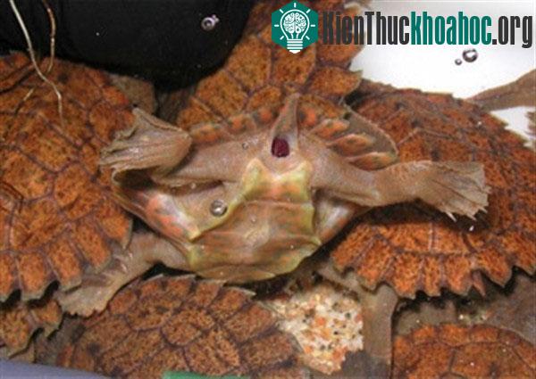 Các loài động vật quái đản: thở bằng hậu môn, "xì hơi" để bơi