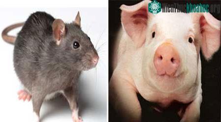 Nếu tiến hóa để có khả năng sử dụng công cụ và phát triển hơn nữa trí thông minh, lợn và chuột được cho là có thể cạnh tranh vị trí thống trị Trái đất với con người.