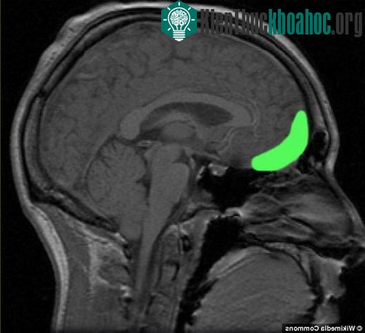 Vùng vỏ não sáng lên khi con người cảm thấy hối tiếc