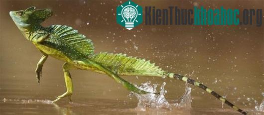 4 loài động vật có thể đi trên mặt nước cực đỉnh