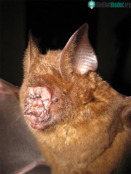 Dơi mũi lá Griffin (Hipposideros griffini). Ảnh: Vu Dinh Thong/Viện Sinh thái và Tài nguyên Sinh vật Hà Nội. Loài này được tìm thấy năm 2012, có một chiếc mũi kỳ dị, có tác dụng hỗ trợ định vị bằng...