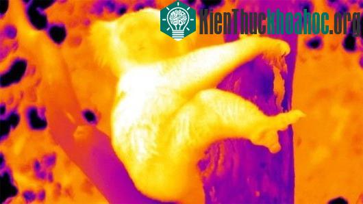Hình ảnh chụp bằng camera nhiệt hé lộ, phần thân chúng ôm có nhiệt độ thấp nhất trên cây. (Ảnh: BBC)