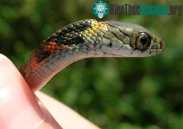 Khi tích trữ được chất độc những con rắn Tiger keelback sẽ trở nên hung dữ hơn bình thường